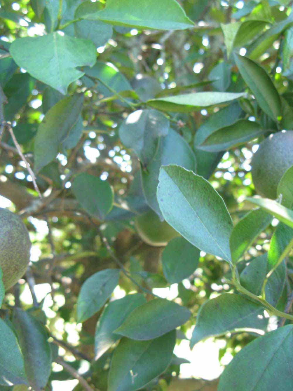              Shade leaves (Winter Haven, FL)       